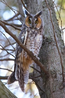 Long - Eared Owl  --  Hibou Moyen - Duc