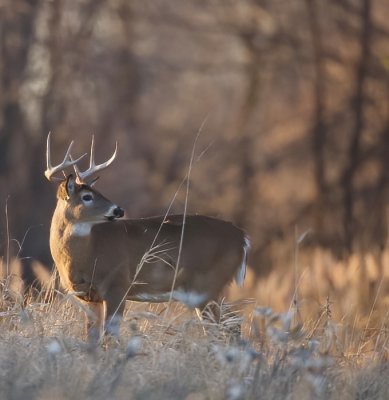 White-Tail Deer  --  Cerf De Virginie