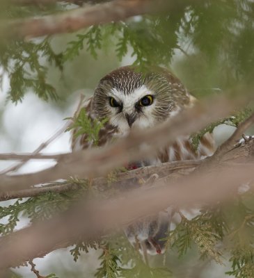 Northern Saw-Whet Owl (with mouse) --  Petite Nyctale (avec souris)