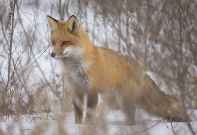 Red Fox  --  Renard Roux