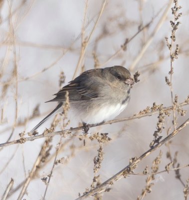 Dark - Eyed Junco  --  Junco Ardoise