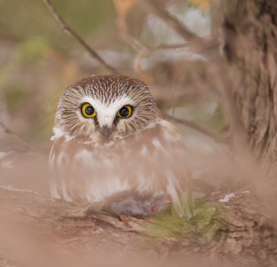 Northern Saw-Whet Owl  --  Petite Nyctale