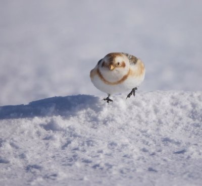 Snow Bunting  --  Plectrophane Des Neiges