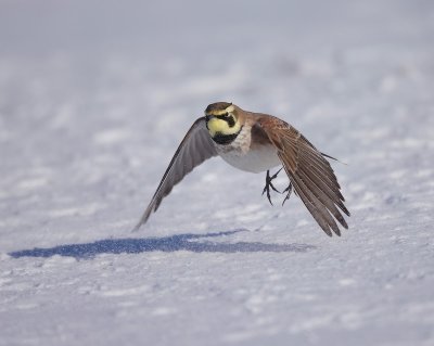 Horned Lark  --  Alouette Hausse - Col