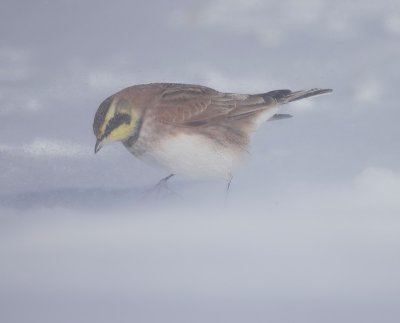 Horned Lark  --  Alouette Hausse - Col