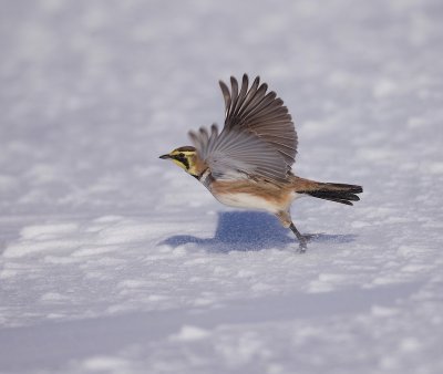 Horned Lark  --  Alouette Hausse - Col