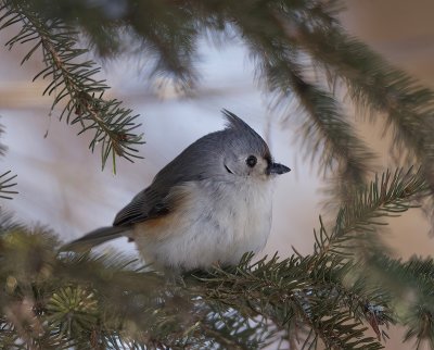 Tufted TitMouse  --  Mesange Bicolore