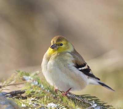 American GoldFinch  --  Chardonneret Jaune