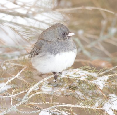 Dark - Eyed Junco  --  Junco Ardoise