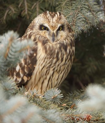 Short - Eared Owl  --  Hibou Des Marais