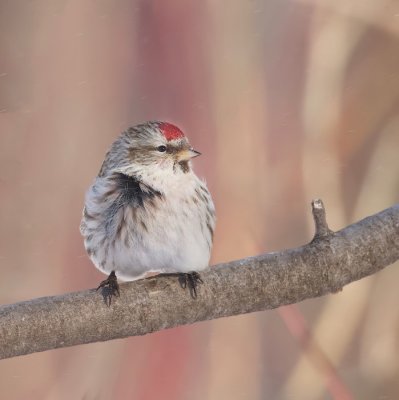 Common RedPoll  --  Sizerin Flamme