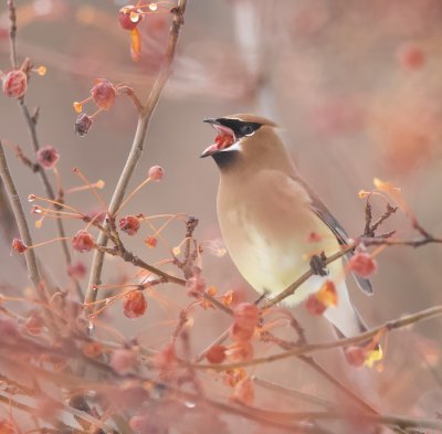 Cedar WaxWing  --  Jaseur D'Amerique