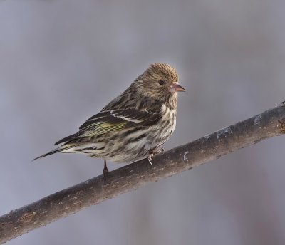 Pine Siskin  --  Tarin Des Pins