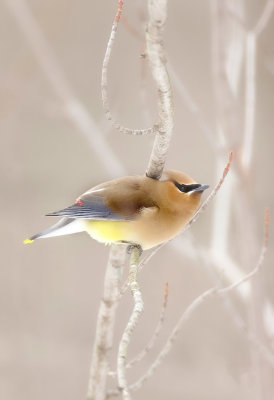 Cedar WaxWing  --  Jaseur D'Amerique