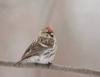 Common RedPoll  --  Sizerin Flamme