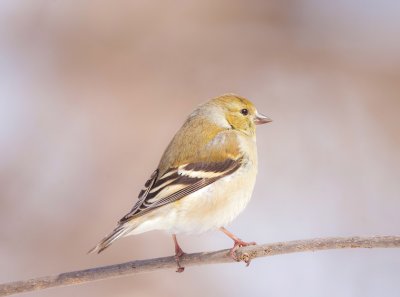 American GoldFinch  --  Chardonneret Jaune