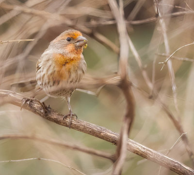 House Finch  --  Roselin Familiar