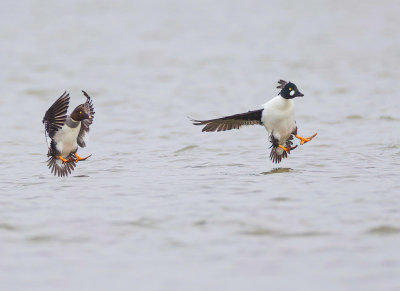 Common GoldenEye  --  Garrot A Oeil D'Or