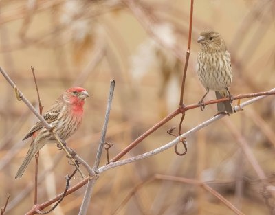 House Finch  --  Roselin Familiar