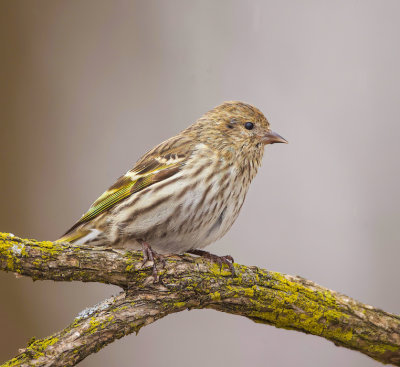 Pine Siskin  --  Tarin Des Pins