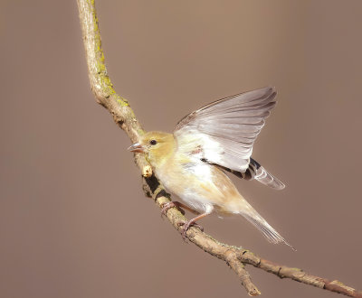 American GoldFinch  --  Chardonneret Jaune