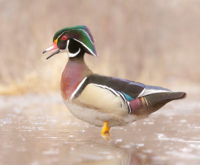 Wood Duck  --  Canard Branchu