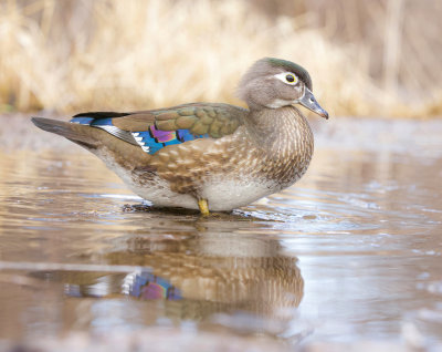 Wood Duck  --  Canard Branchu