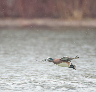 American Wigeon  --  Canard D'Amerique