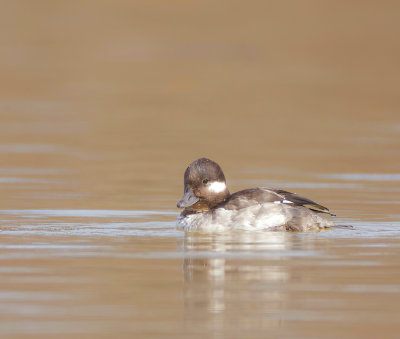 BuffleHead  --  Petit Garrot