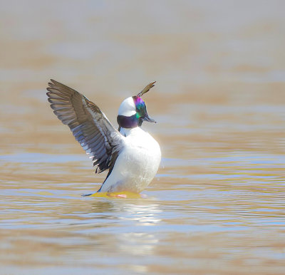 BuffleHead  --  Petit Garrot