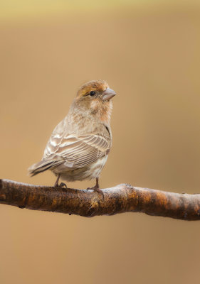 House Finch  --  Roselin Familiar