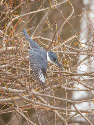 Belted KingFisher  --  Martin - Pecheur D'Amerique