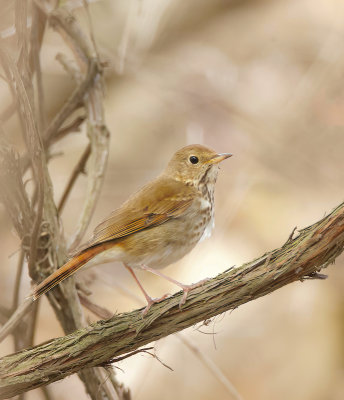 Hermit Thrush  --  Grive Solitaire