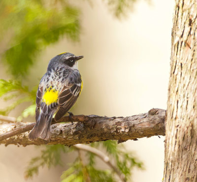 Yellow - Rumped Warbler  --  Paruline A Croupion Jaune