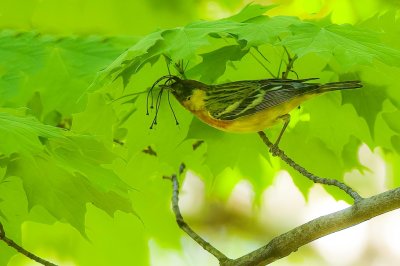 Bay - Breasted Warbler  --  Pauline A Poitrine Baie