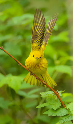 Yellow Warbler  --  Pauline Jaune