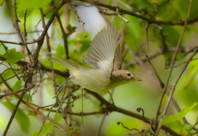 Warbling Vireo  --  Vireo Melodieux