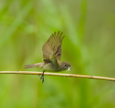 Least FlyCatcher  --  Moucherolle Tchebec