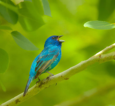 Indigo Bunting  --  Passerin Indigo