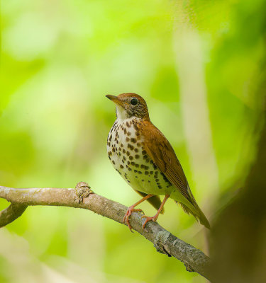 Wood Thrush  --  Grive Des Bois