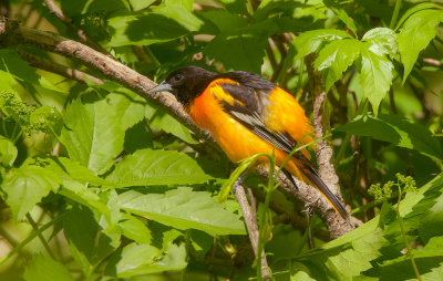 Baltimore Oriole  --  Oriole De Baltimore