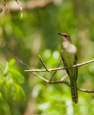 Black-Billed Cuckoo  --  Coulicou A Bec Noir