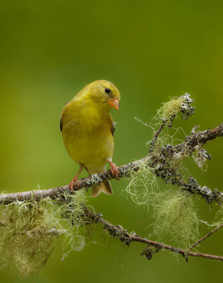 American GoldFinch  --  Chardonneret Jaune