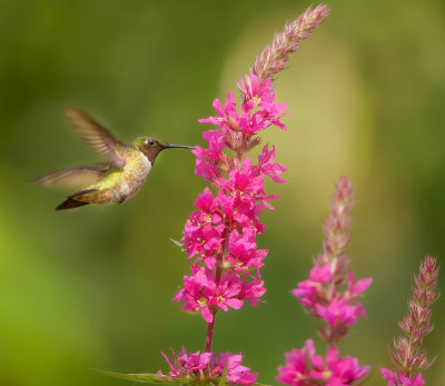 hummingbird___colibris