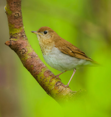 Veery  --  Grive Fauve