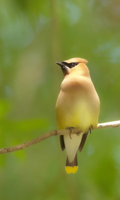 Cedar WaxWing  --  Jaseur D'Amerique