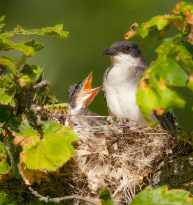 Eastern KingBird And Chick  --  Tyran TriTri Avec Son Poussin