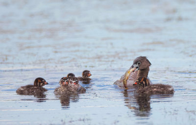 Pied-Billed Grebe And Chicks  --  Grebe A Bec Bigarre Et Poussin