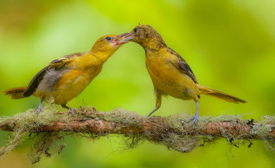 Baltimore Oriole (CHICK'S 1ST.YEAR)  --  Oriole De Baltimore (POUSSIN'S 1RE ANNEE)