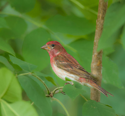 Purple Finch  --  Roselin PourPre